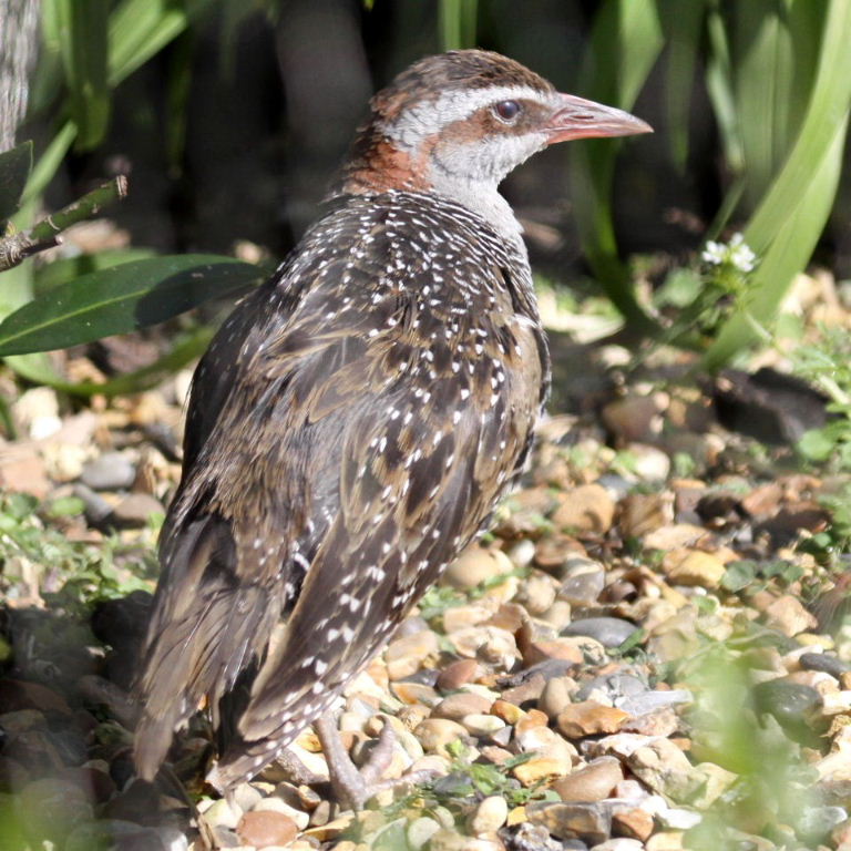 Buff-banded Rail