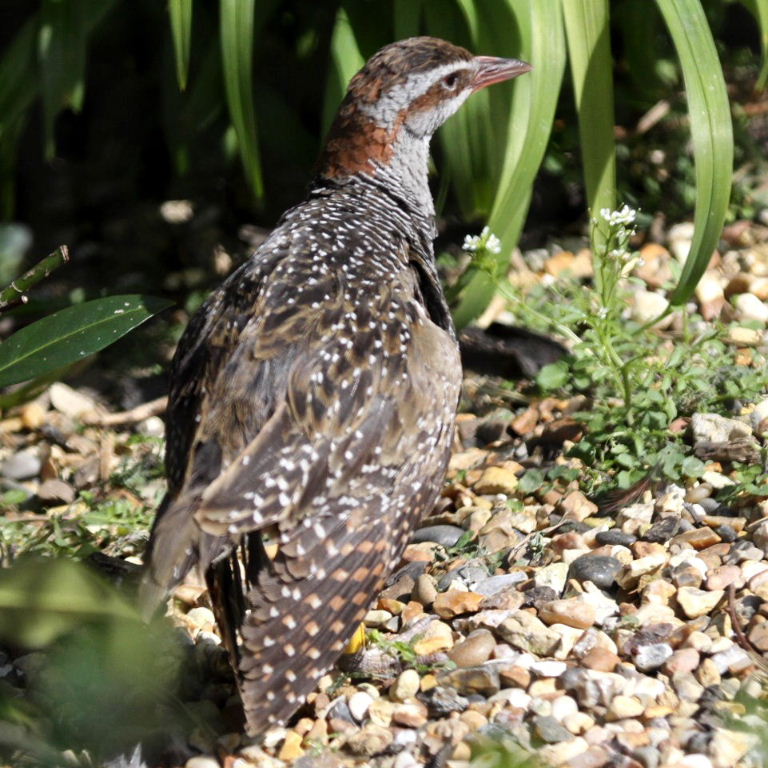 Buff-banded Rail