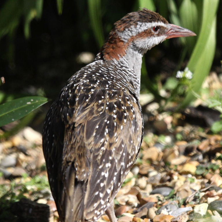 Buff-banded Rail