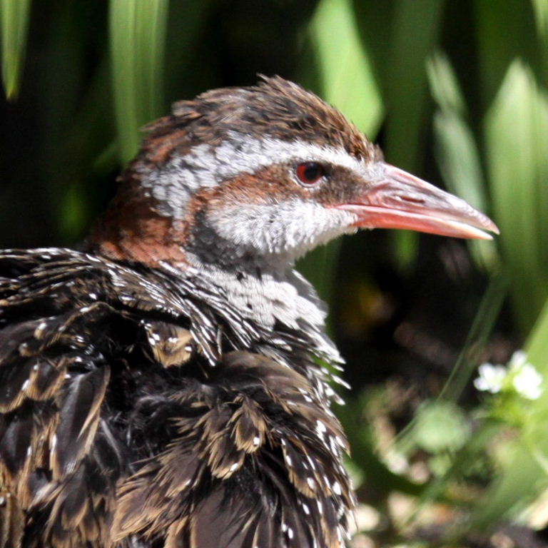 Buff-banded Rail