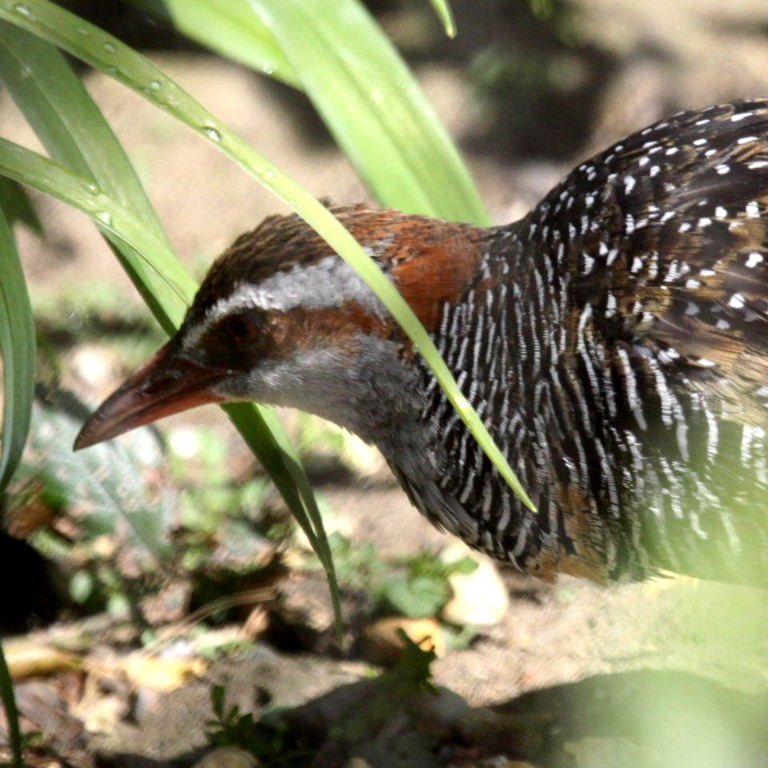 Buff-banded Rail
