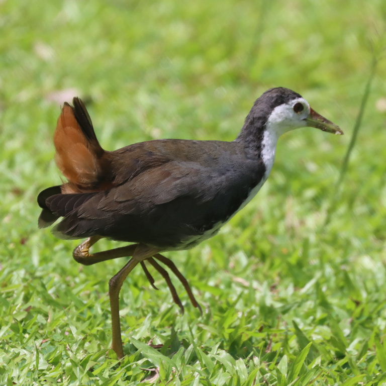 White-breasted Waterhen