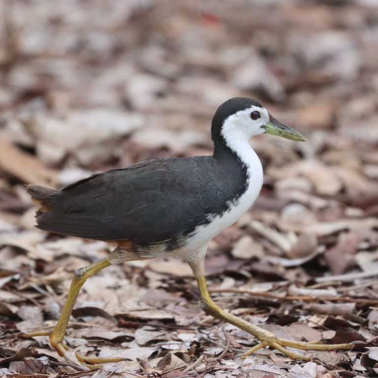 White-breasted Waterhen