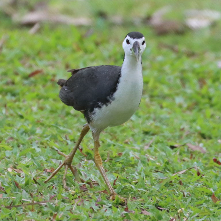 White-breasted Waterhen