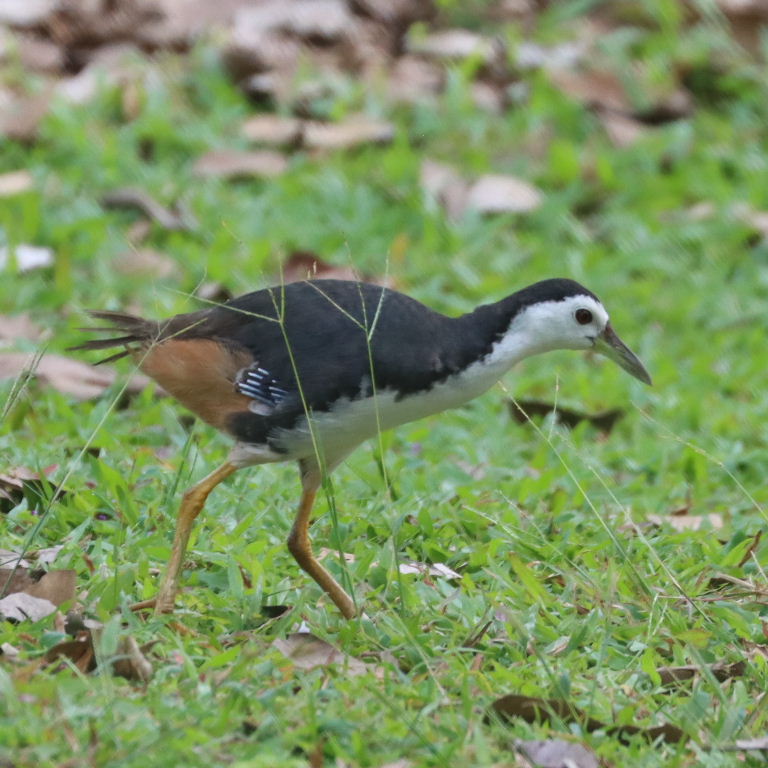 White-breasted Waterhen