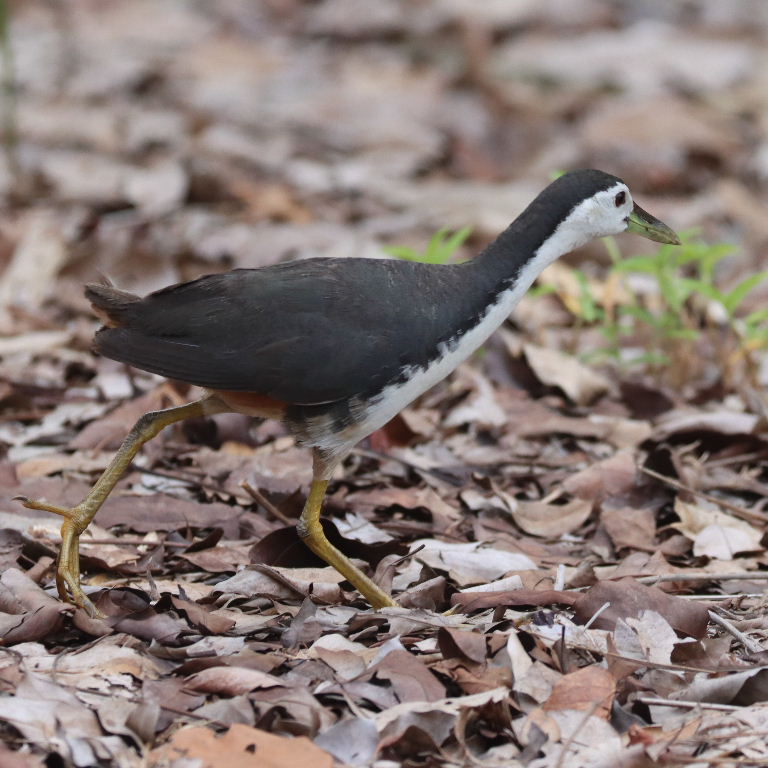 White-breasted Waterhen