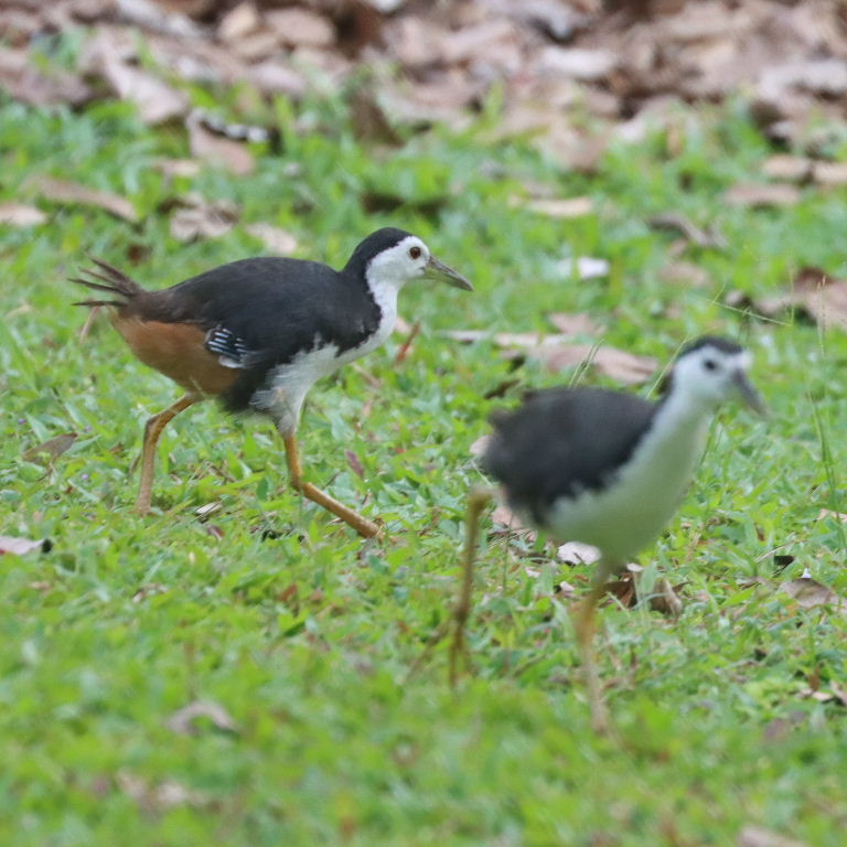 White-breasted Waterhen