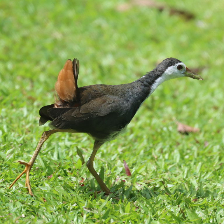 White-breasted Waterhen
