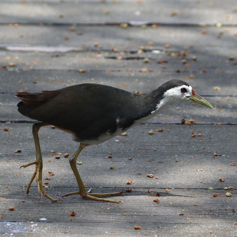 White-breasted Waterhen
