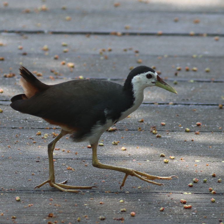 White-breasted Waterhen