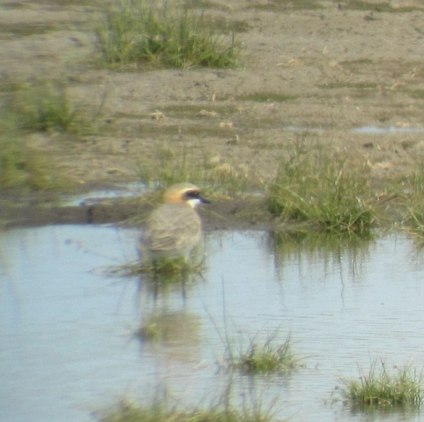 Lesser Sand Plover