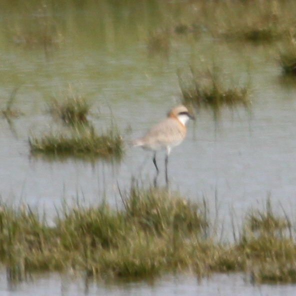 Lesser Sand Plover