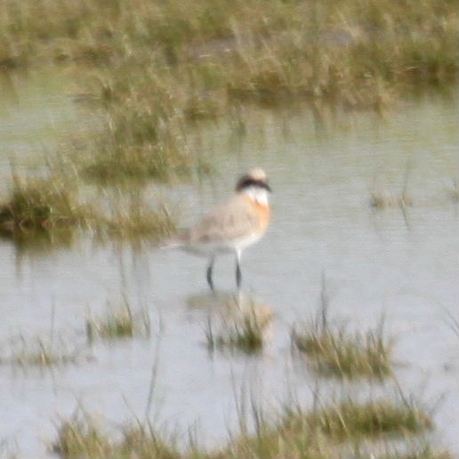 Lesser Sand Plover