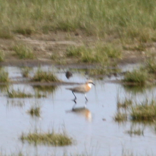 Lesser Sand Plover