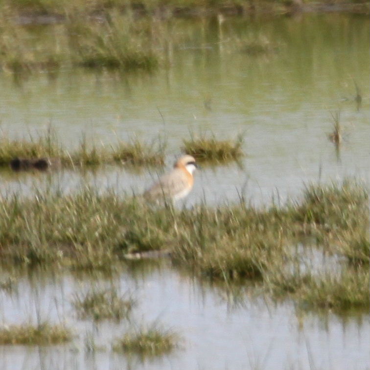 Lesser Sand Plover