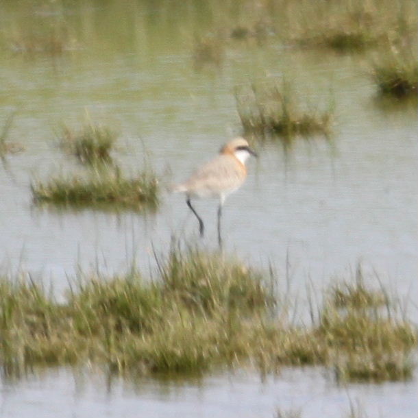 Lesser Sand Plover