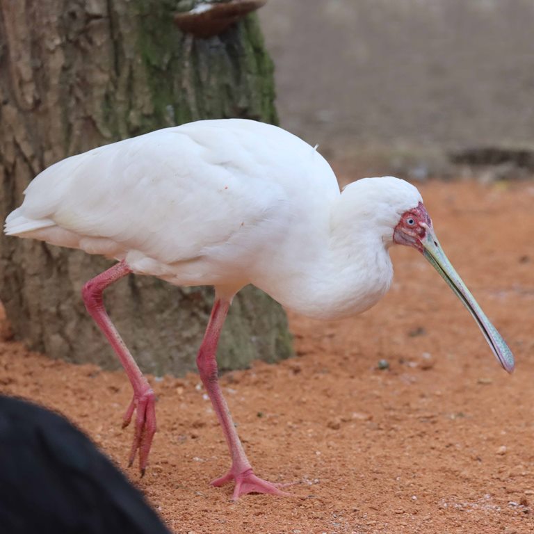 African Spoonbill