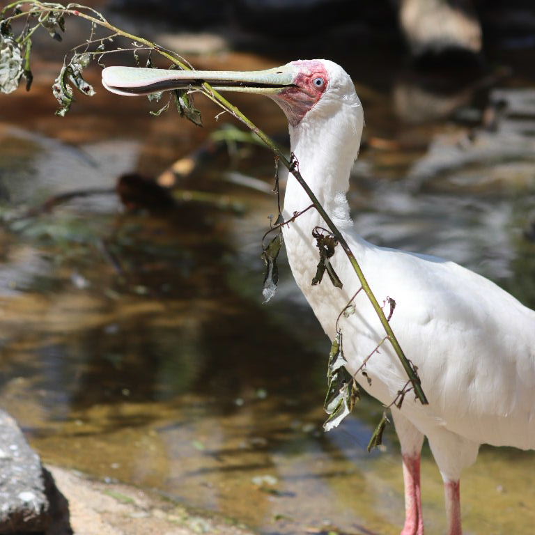 African Spoonbill with nesting material