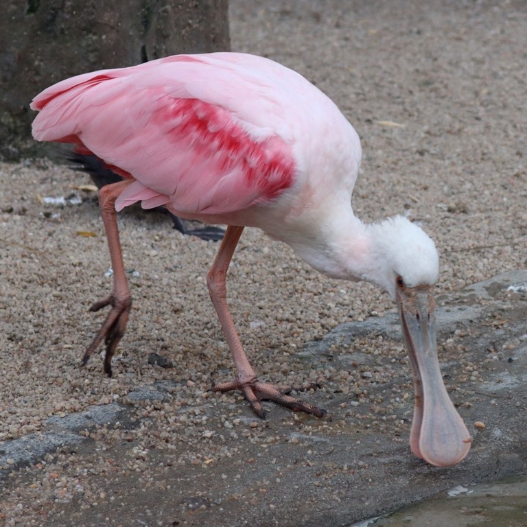 Roseate Spoonbill