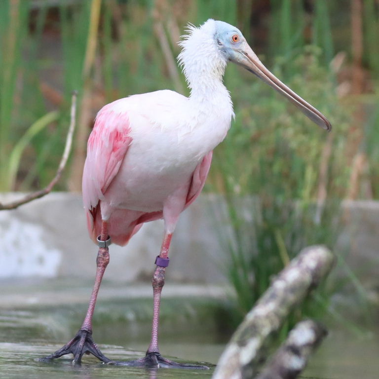 Roseate Spoonbill with stick