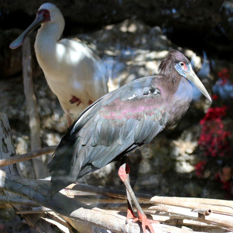Abdim's Stork with Spoonbill