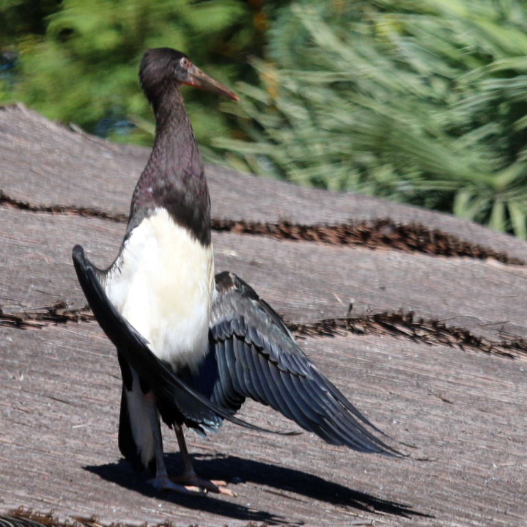 Abdim's Stork sunbathing