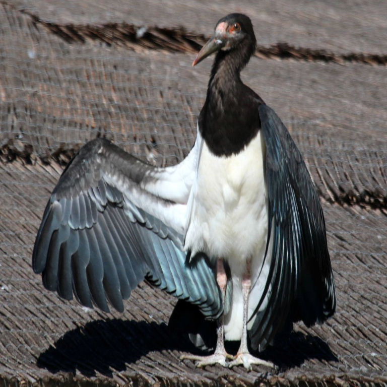Abdim's Stork sunbathing