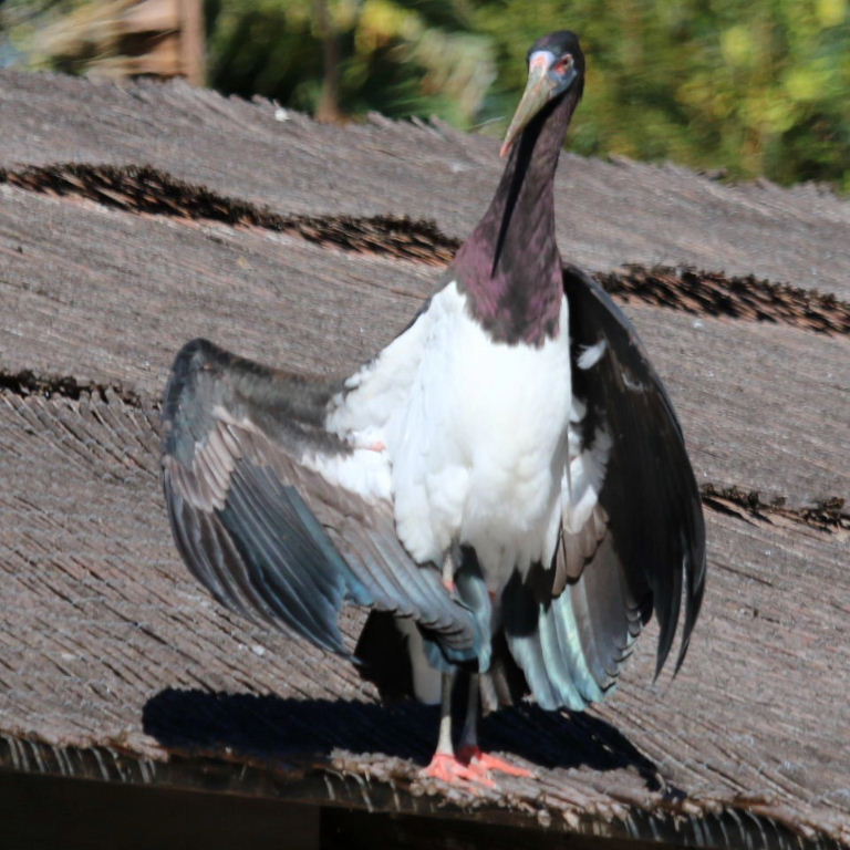 Abdim's Stork sunbathing