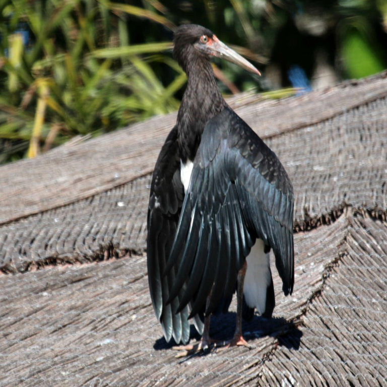 Abdim's Stork sunbathing