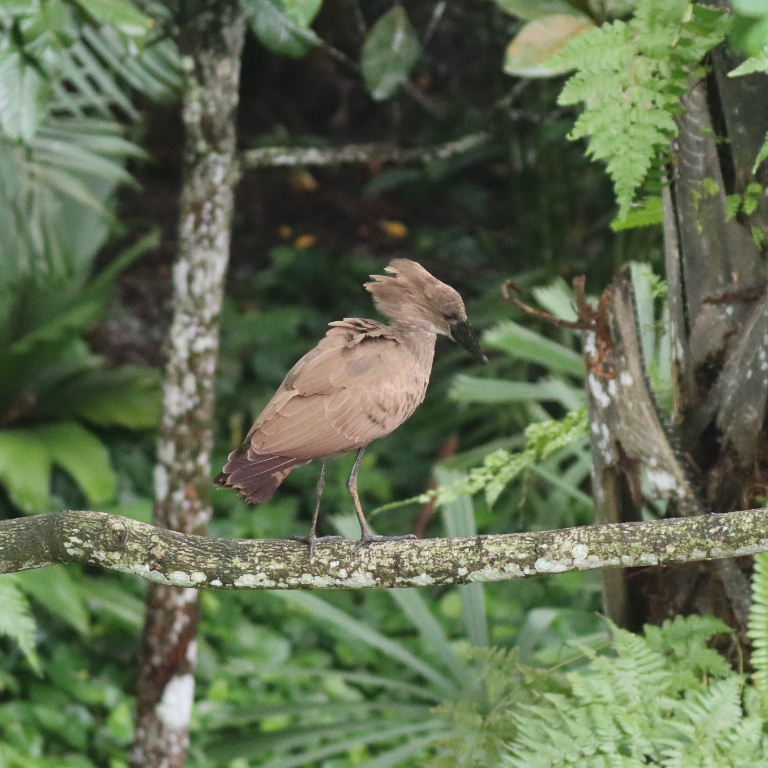 Hammerkop