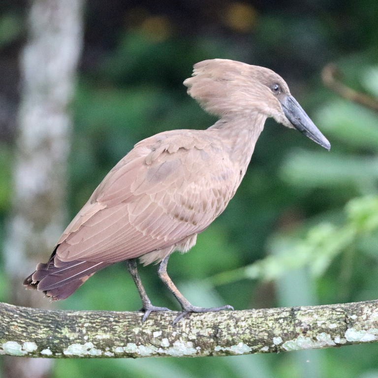 Hammerkop