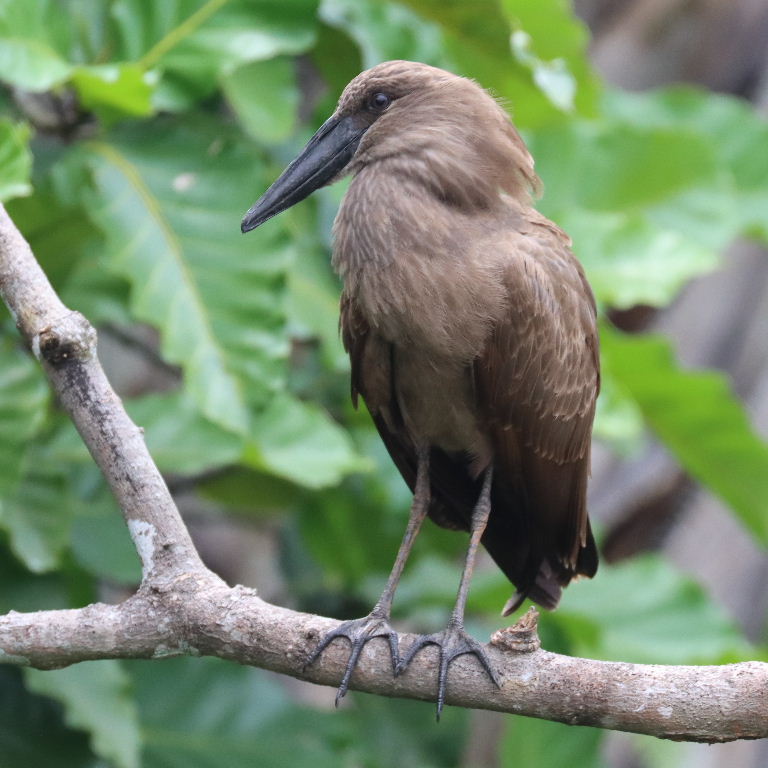 Hammerhead Stork