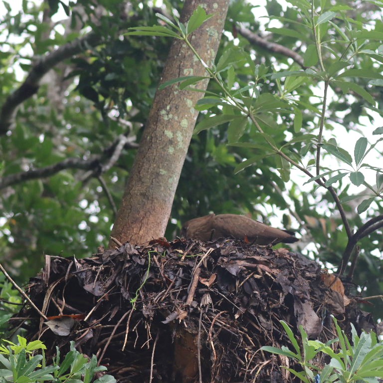 Hammerkop