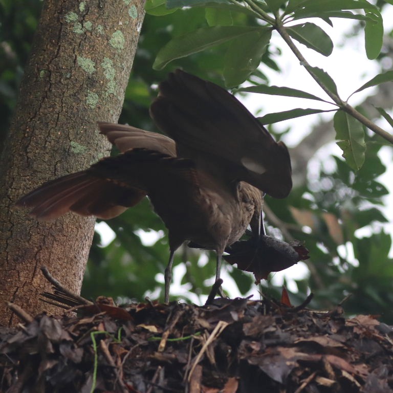 Hammerkop