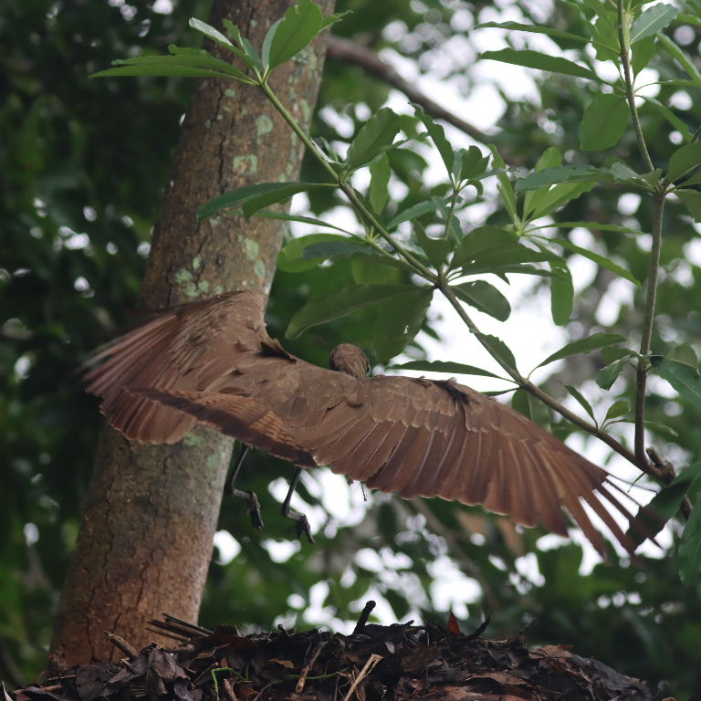 Hammerhead Stork
