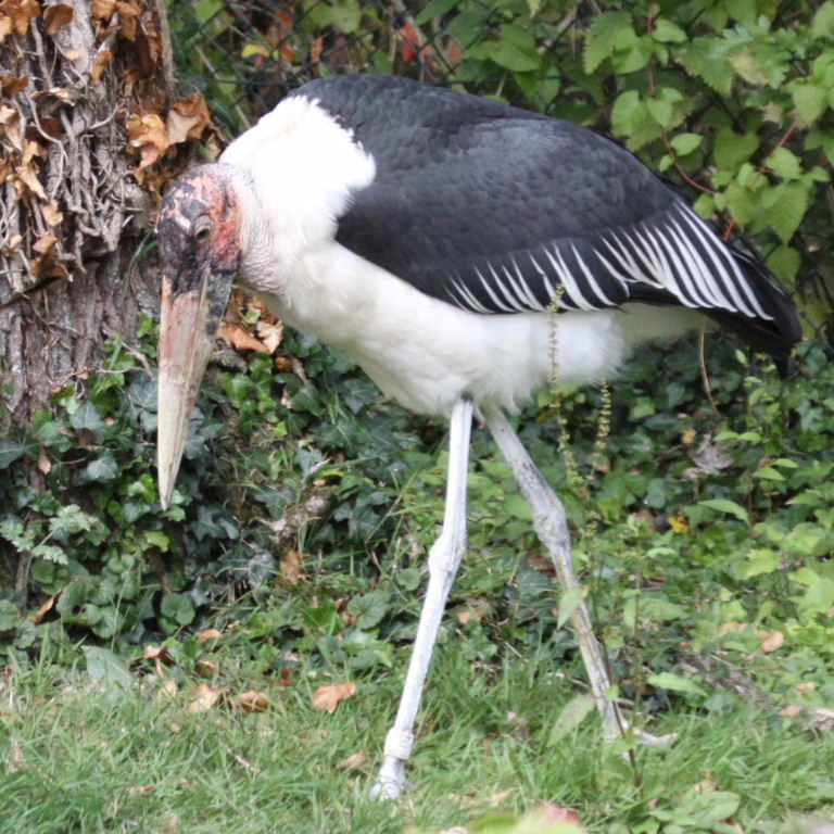 Marabou Stork