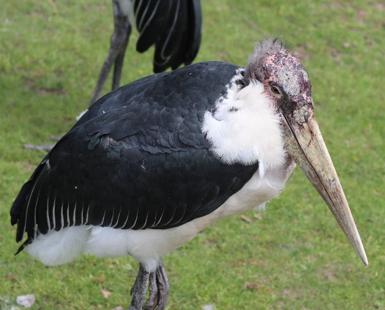 Marabou Storks