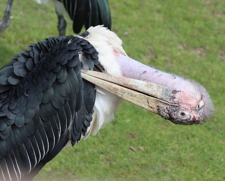 Marabou Stork pair