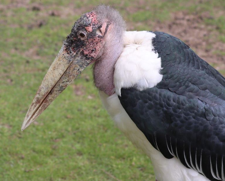 Marabou Storks
