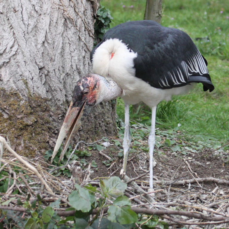 Marabou Stork nesting
