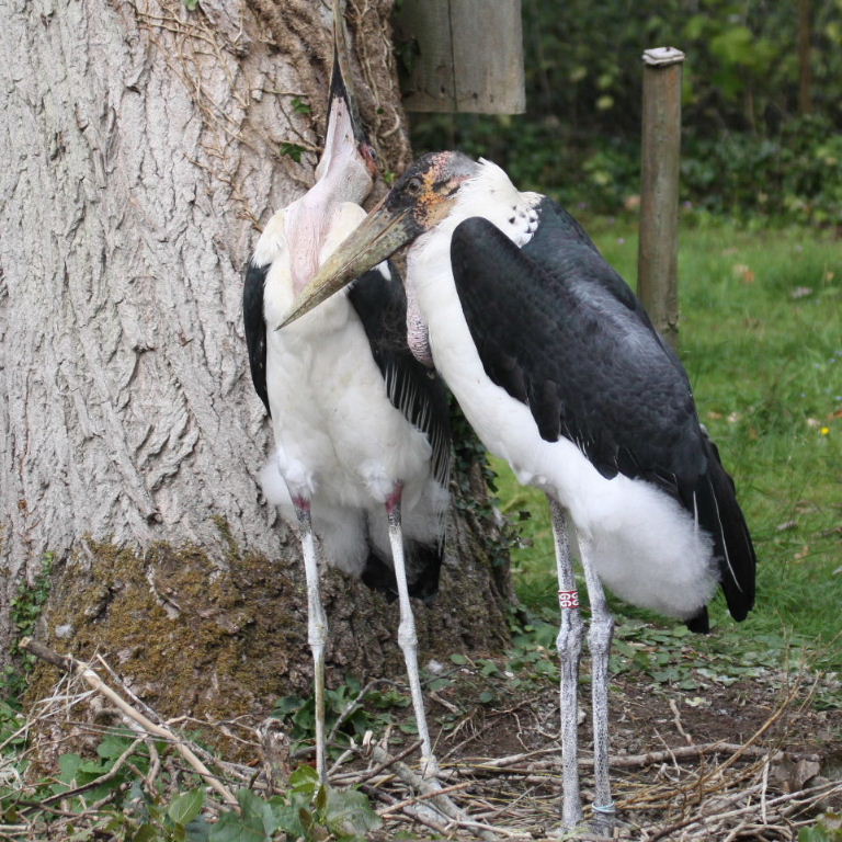 Marabou Storks nesting