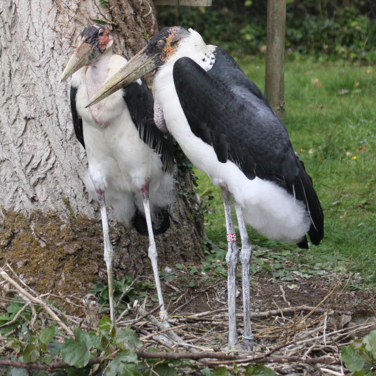 Marabou Stork