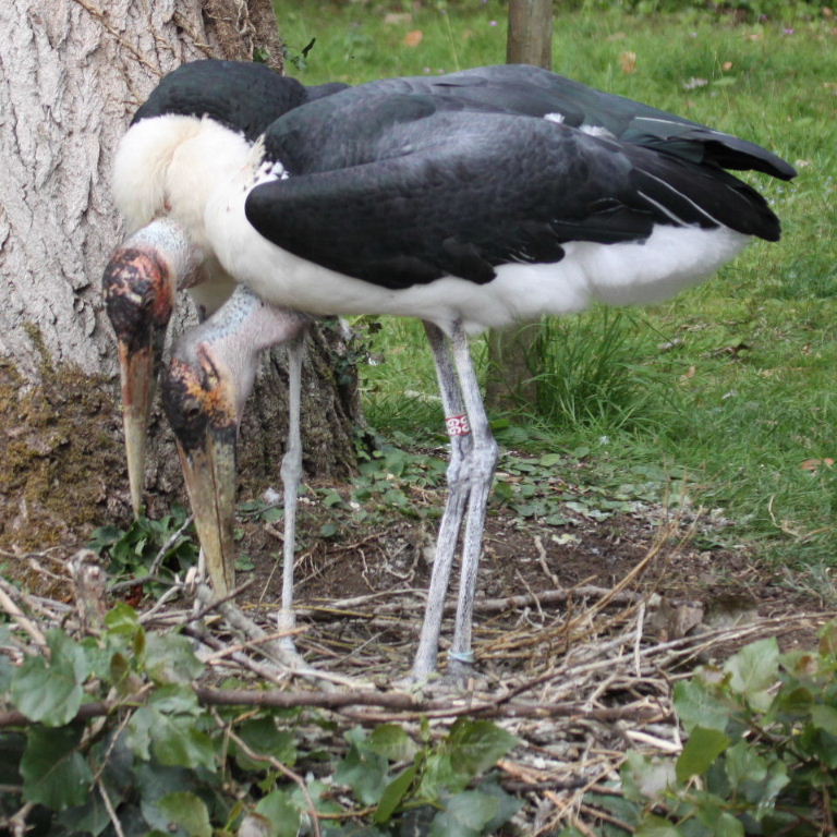Marabou Storks nesting