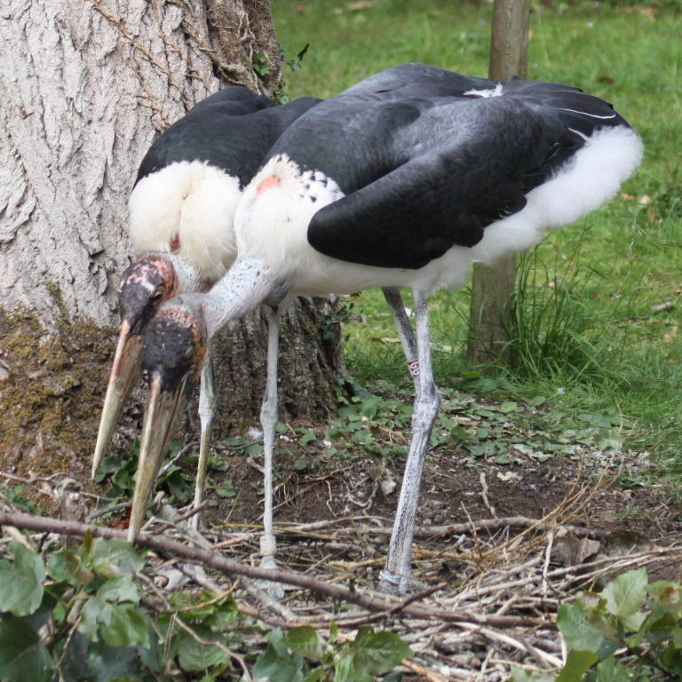 Marabou Storks