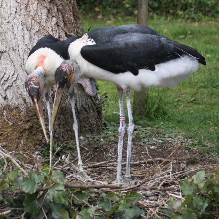 Marabou Storks nesting