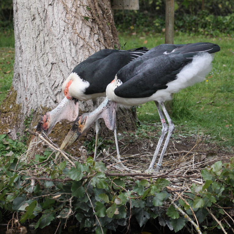 Marabou Stork pair