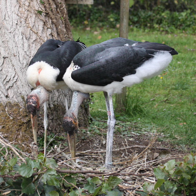 Marabou Storks