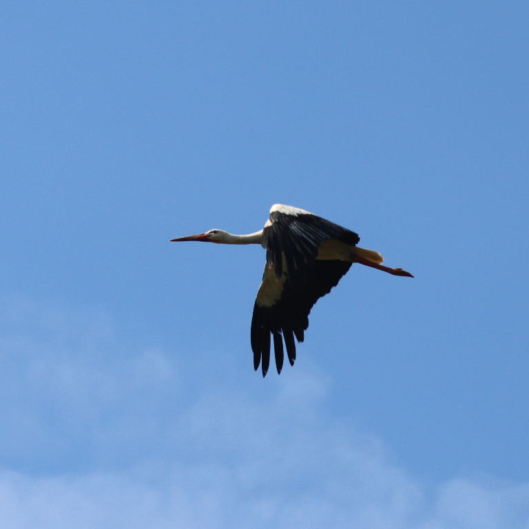 White Stork in flight