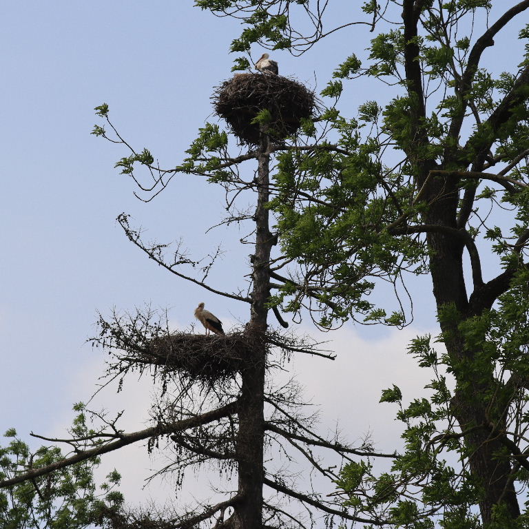 White Stork nest