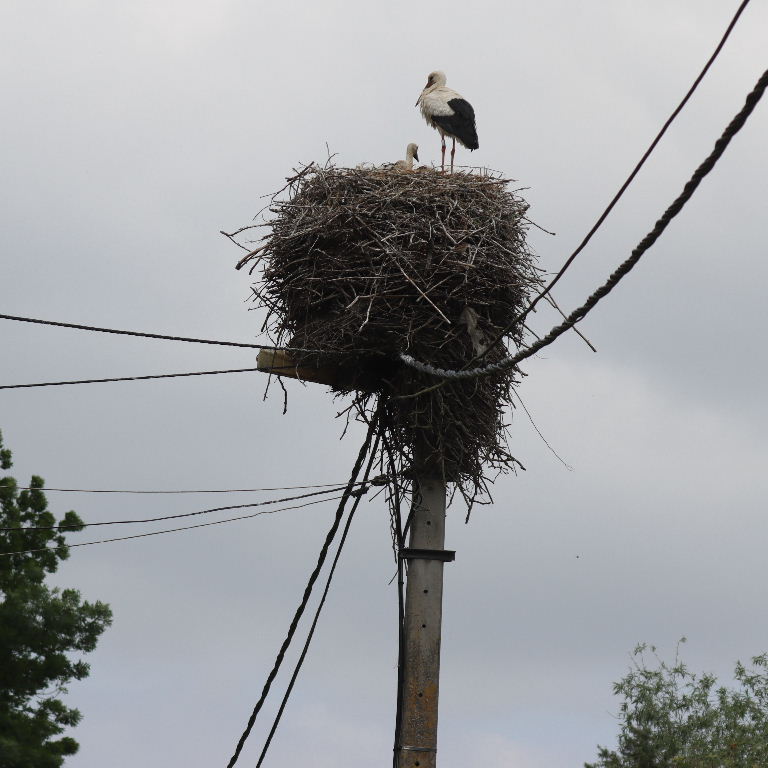 White Stork nest